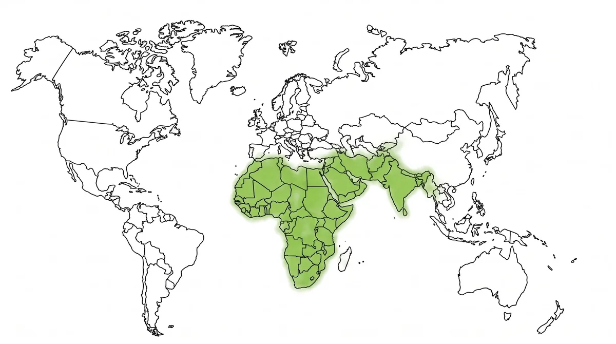 Carte du monde : le Salvadora persica pousse en Afrique, au Moyen-Orient et en Asie du Sud, jusqu'en Inde